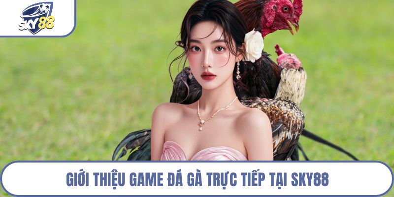 Giới thiệu game đá gà trực tiếp tại Sky88