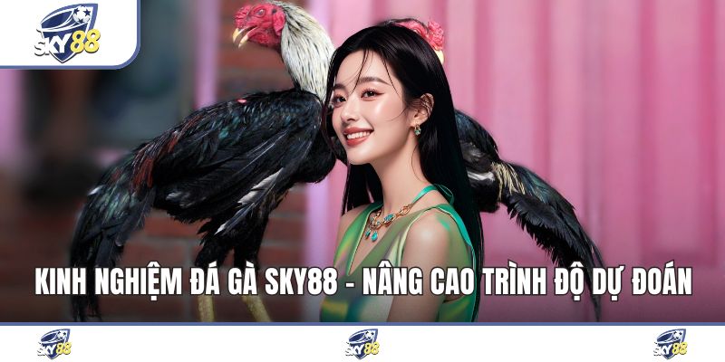 Kinh Nghiệm Đá Gà Sky88 - Nâng Cao Trình Độ Dự Đoán