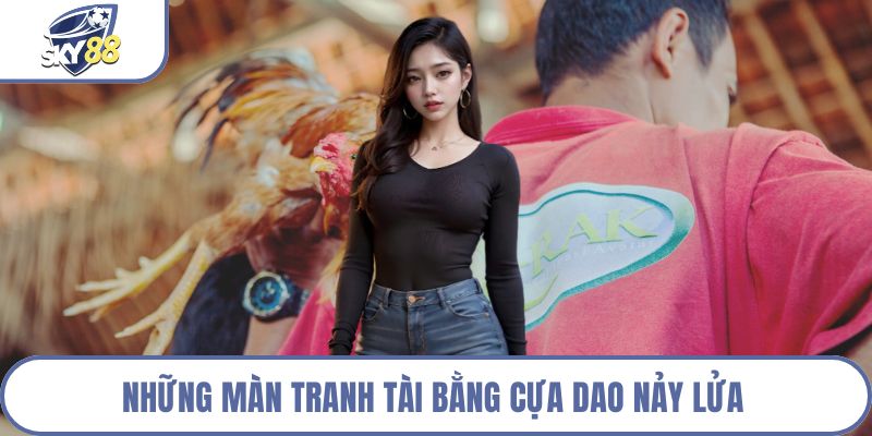 Những màn tranh tài bằng cựa dao nảy lửa